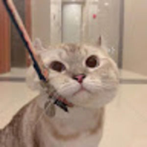 Meet your Posher, Cam huynh